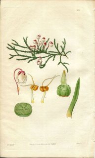 1829ǯ Curtis Botanical Magazine No.2936 ĥĥ ɥ° ANDROMEDA HYPNOIDES