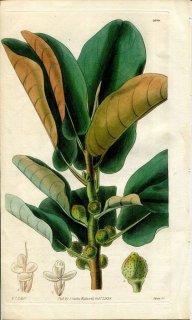 1829ǯ Curtis Botanical Magazine No.2939  ° ե󥹥Υ FICUS RUBIGINOSA