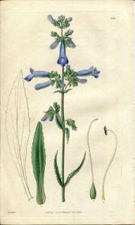 1829ǯ Curtis Botanical Magazine No.2945 Х ֥° PENTSTEMON GRACILIS