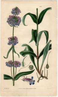 1829ǯ Curtis Botanical Magazine No.2954 Х ֥° PENTSTEMON PROCERUS