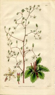 1830ǯ Curtis Botanical Magazine No.2959 業Υ 業Υ° SAXIFRAGA LEUCANTHEMIFOLIA