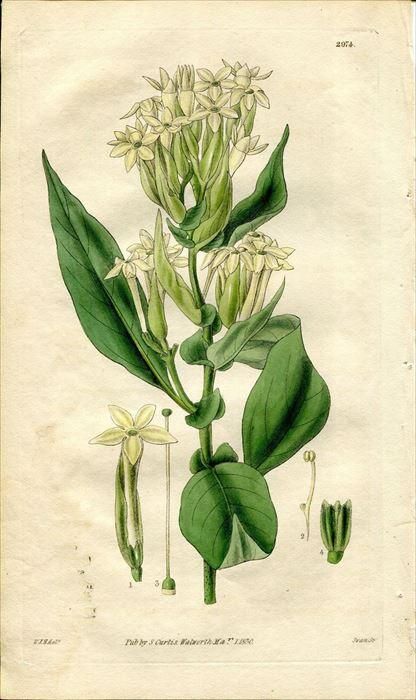 1830年 Curtis Botanical Magazine No.2974 ナス科 キチョウジ属