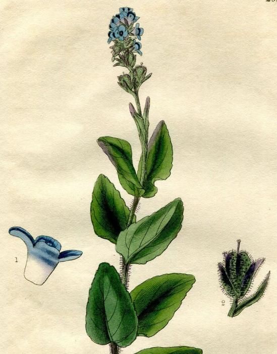 10年 Curtis Botanical Magazine No 2975 オオバコ科 クワガタソウ属 Veronica Alpina アンティークプリント ボタニカルアート 博物画の通販サイト Spirito Di Artigiano 10年 Curtis Botanical Magazine No 2975 オオバコ科 クワガタソウ属 Veronica Alpina アンティークプリント ボタニカルアート 博物画の通販サイト Spirito Di Artigiano