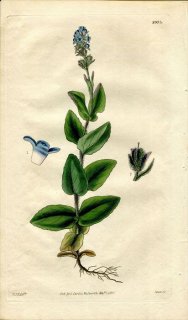 1830ǯ Curtis Botanical Magazine No.2975 Х 塞° VERONICA ALPINA