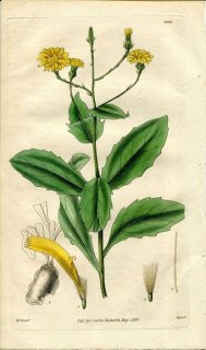 1830ǯ Curtis Botanical Magazine No.2988  եޥݥ° CREPIS MACRORHIZA