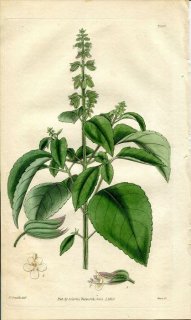 1830ǯ Curtis Botanical Magazine No.2996  ܥ° OCYMUM MONTANUM