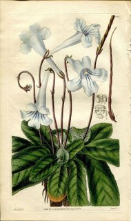 1830ǯ Curtis Botanical Magazine No.3005 勵Х ǥǥ⥫ץ° DIDYMOCARPUS REXII