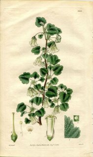 1830ǯ Curtis Botanical Magazine No.3008  ° RIBES CEREUM