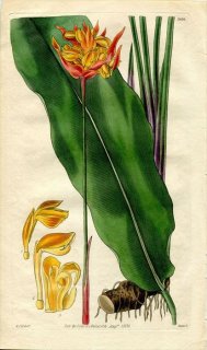 1830年 Curtis Botanical Magazine No.3010 クズウコン科 PHRYNIUM COLORATUM