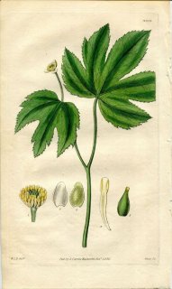 1830ǯ Curtis Botanical Magazine No.3019 ݥ ҥɥ饹° HYDRASTIS CANADENSIS