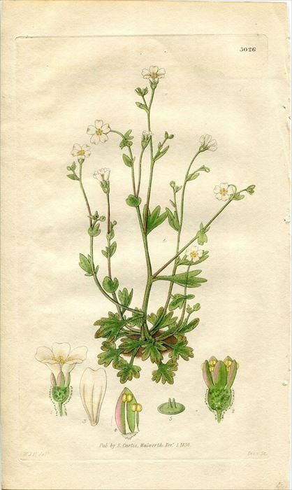 10年 Curtis Botanical Magazine No 3026 ユキノシタ科 ユキノシタ属 Saxifraga Petraea アンティークプリント ボタニカルアート 博物画の通販サイト Spirito Di Artigiano