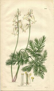 1830ǯ Curtis Botanical Magazine No.3031  DIELYTRA CANADENSIS