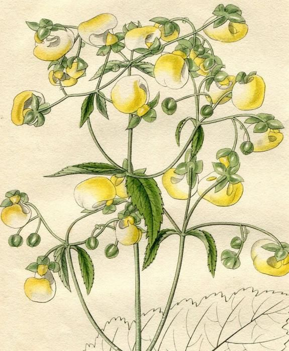 【全品送料無料】 1830年 カルセオラリア科 No.3036 Magazine Botanical Curtis 絵画