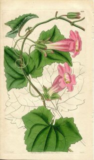 1830ǯ Curtis Botanical Magazine No.3037 3038 Х եڥ° LOPHOSPERMUM SCANDENS 2