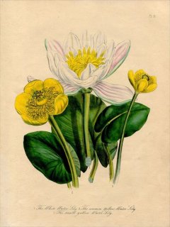 1846ǯ Loudon British Wild Flowers Pl.5  襦 White Water Lily
