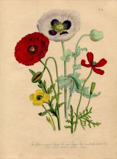 1846ǯ Loudon British Wild Flowers Pl.6  ҥʥ Corn Poppy