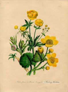 1846ǯ Loudon British Wild Flowers Pl.3 ݥ Globe Flower 襦Х
