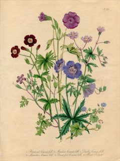 1846ǯ Loudon British Wild Flowers Pl.20 ե Herb Robert ҥե