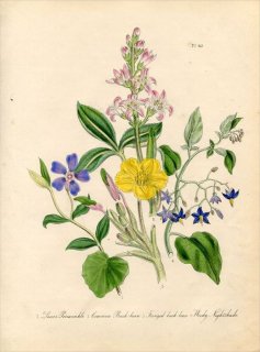 1846ǯ Loudon British Wild Flowers Pl.45 ߥĥ  Fringed Buck Bean