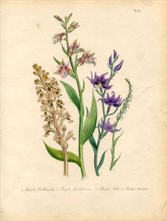1846ǯ Loudon British Wild Flowers Pl.55  Marsh Helleborine 