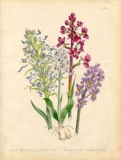 1846ǯ Loudon British Wild Flowers Pl.56  Lizard Orchis ȥ