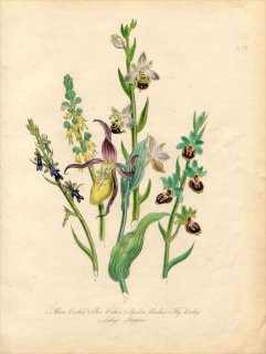 1846年 Loudon British Wild Flowers Pl.57 ラン科 Lady's Slipper アツモリソウ