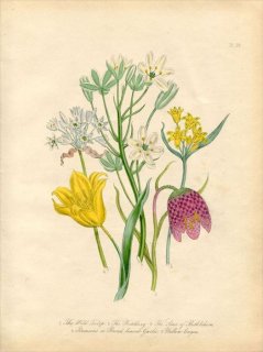 1846ǯ Loudon British Wild Flowers Pl.59  塼å Wild Tulip