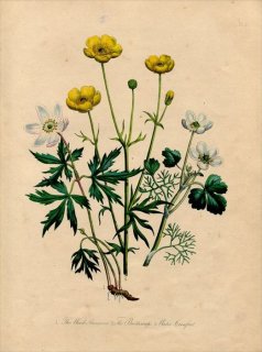 1846ǯ Loudon British Wild Flowers Pl.2 ݥ Х Water-Crowfoot