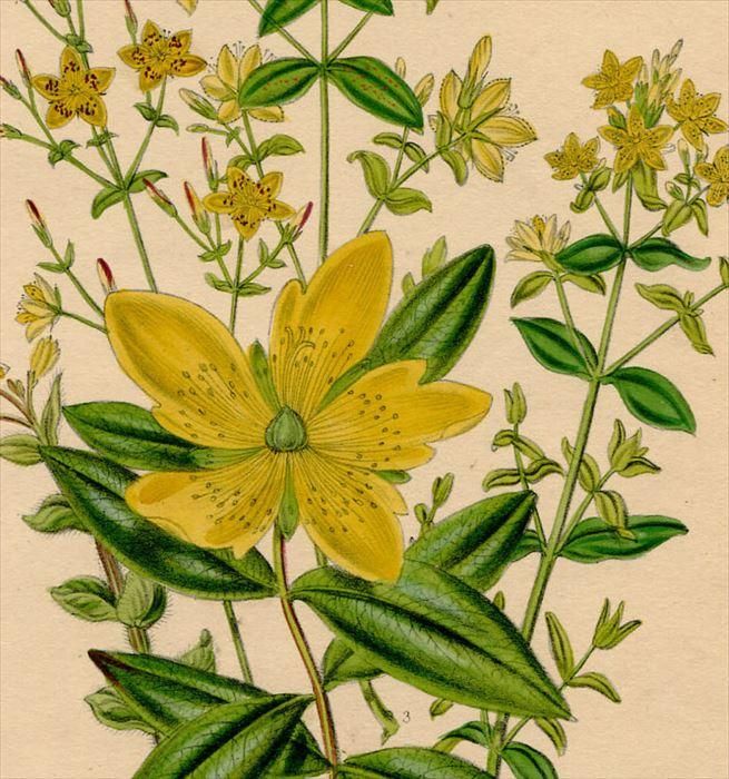 1846年 Loudon British Wild Flowers Pl 16 オトギリソウ科 セイヨウオトギリソウ St John S Wort アンティークプリント ボタニカルアート 博物画の通販サイト Spirito Di Artigiano 1846年 Loudon British Wild Flowers Pl 16 オトギリソウ科 セイヨウオトギリソウ St John S Wort アンティークプリント ボタニカルアート 博物画の通販サイト Spirito Di Artigiano