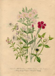 1846年 Loudon British Wild Flowers Pl.17 ナデシコ科 オランダナデシコ Wild Carnation