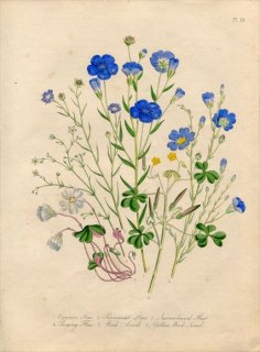 1846年 Loudon British Wild Flowers Pl.19 アマ科 アマ Flax