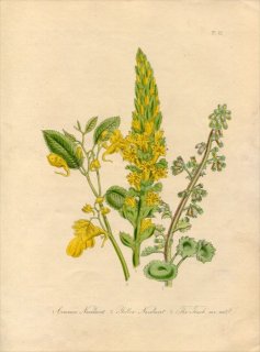 1846年 Loudon British Wild Flowers Pl.21 ベンケイソウ科 ウンビリクス属 2種 ツリフネソウ科 キツリフネ 多肉植物