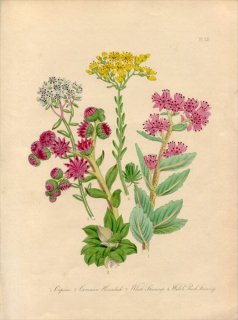 1846年 Loudon British Wild Flowers Pl.22 ベンケイソウ科 ムラサキベンケイソウ Orpine 多肉植物