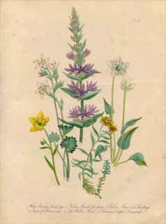 1846ǯ Loudon British Wild Flowers Pl.24 ˥ Х Grass of Parnassus