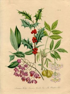 1846年 Loudon British Wild Flowers Pl.25 モチノキ科 セイヨウヒイラギ ニシキギ科 セイヨウマユミ ミツバウツギ科 ミツバウツギ属