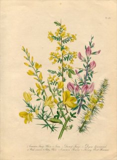1846年 Loudon British Wild Flowers Pl.26 マメ科 ハリエニシダ Common Furze