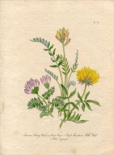 1846年 Loudon British Wild Flowers Pl.27 マメ科 ゲンゲ Purple Mountain Milk Vetch