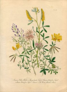 1846ǯ Loudon British Wild Flowers Pl.28 ޥ ߥ䥳 Bird's-foot Trefoil