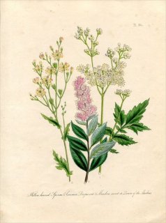 1846ǯ Loudon British Wild Flowers Pl.30 Х ۥĥ ٥󥷥ĥ 襦ʥĥ業 