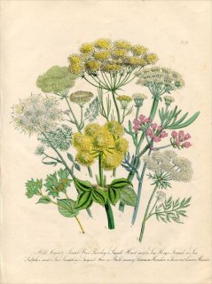 1846年 Loudon British Wild Flowers Pl.38 セリ科 アッケシソウ Sea Samphire