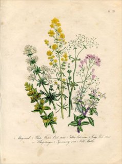 1846年 Loudon British Wild Flowers Pl.39 アカネ科 ヤセイアカネ Wild Madder