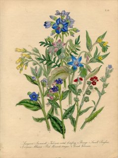 1846ǯ Loudon British Wild Flowers Pl.43 饵 ꡼󡦥륫ͥå Evergreen Alkanet