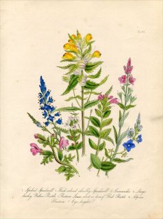 1846ǯ Loudon British Wild Flowers Pl.47 ϥޥĥܲ ᥰ Eye-bright