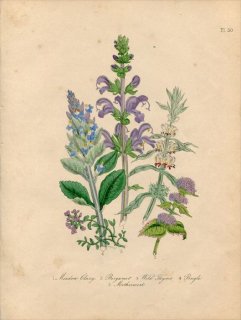 1846年 Loudon British Wild Flowers Pl.50 シソ科 ヤグルマハッカ ワイルドタイム セイヨウジュウニヒトエ モミジバキセワタなど5種