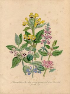1846年 Loudon British Wild Flowers Pl.51 シソ科 カキドオシ Ground Ivy