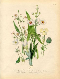 1846年 Loudon British Wild Flowers Pl.53 トチカガミ科 トチカガミ オモダカ科 オモダカ
