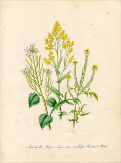 1846ǯ Loudon British Wild Flowers Pl.11 ֥ʲ ˥˥饷 ͥ饷 ۥХ 3