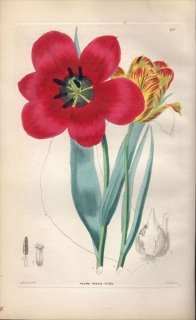1854ǯ Sweet Ornamental Flower Garden Pl.177  塼å° TULIPA OCULUS-SOLIS