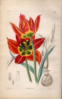 1854ǯ Sweet Ornamental Flower Garden Pl.178  塼å° TULIPA PRAECOX