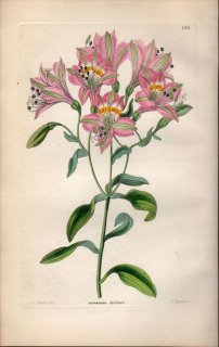 1854ǯ Sweet Ornamental Flower Garden Pl.186 ꥺ 륹ȥꥢ° ALSTROEMERIA CHORILLENSIS